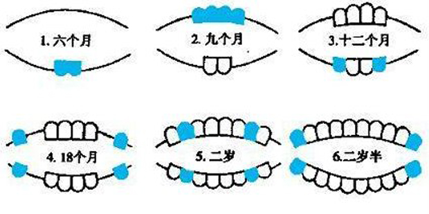 长牙顺序.jpg