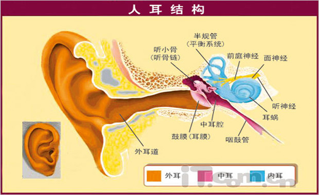 耳朵结构.jpg