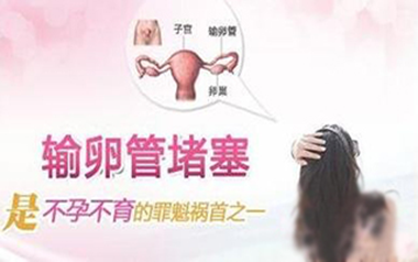 输卵管2.bmp